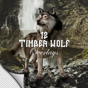 May include: A gray and white timber wolf stands on a rocky surface with a waterfall in the background. The text "12 Timber Wolf Overlays" is displayed on the image.