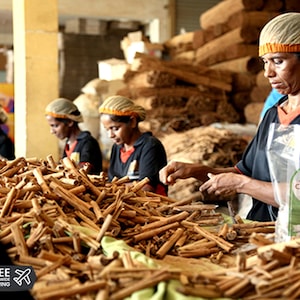 May include: Workers sort cinnamon sticks in a factory setting. The sticks are piled high and are a light brown color. A bag of "Organic Ceylon Cinnamon Powder" is visible in the foreground.