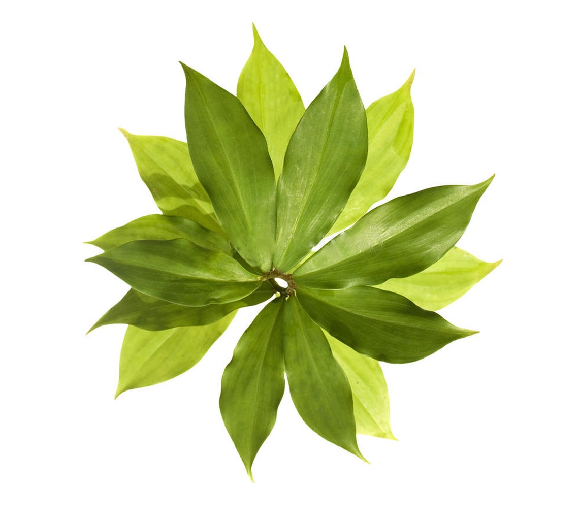 Organic Insulin Plant Leaves Powder costus Igneus Best Herbal Tea/no