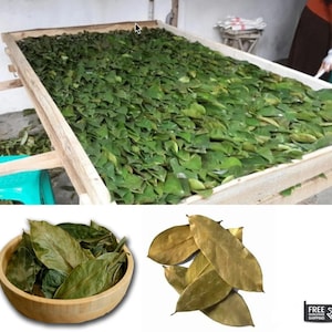 100% Organic Soursop Leaves/ Dried Guanabana/ Graviola/ Annona Muricata/ Guayabano Leaf herb image 3