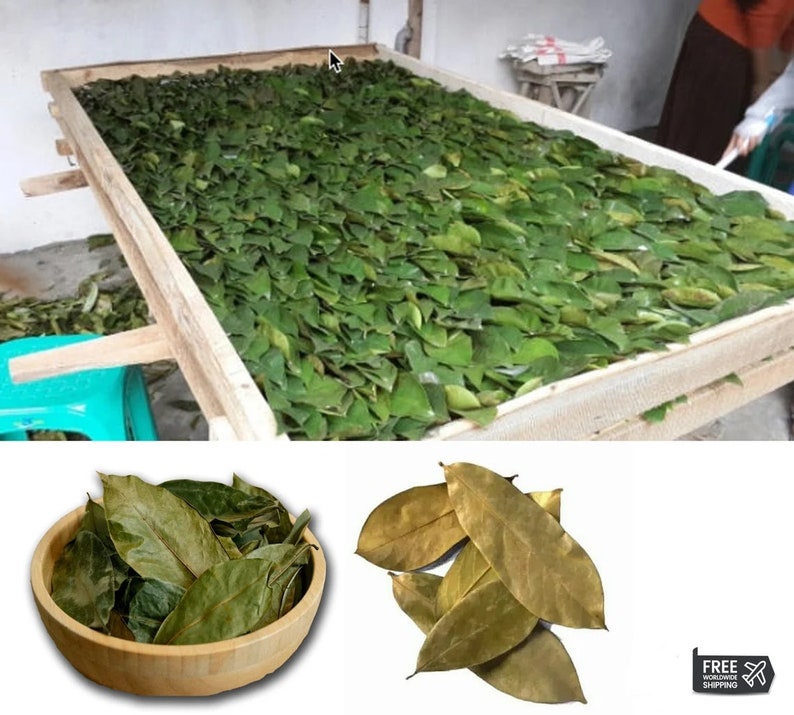 100% Organic Soursop Leaves/ Dried Guanabana/ Graviola/ Annona Muricata/ Guayabano Leaf herb image 3