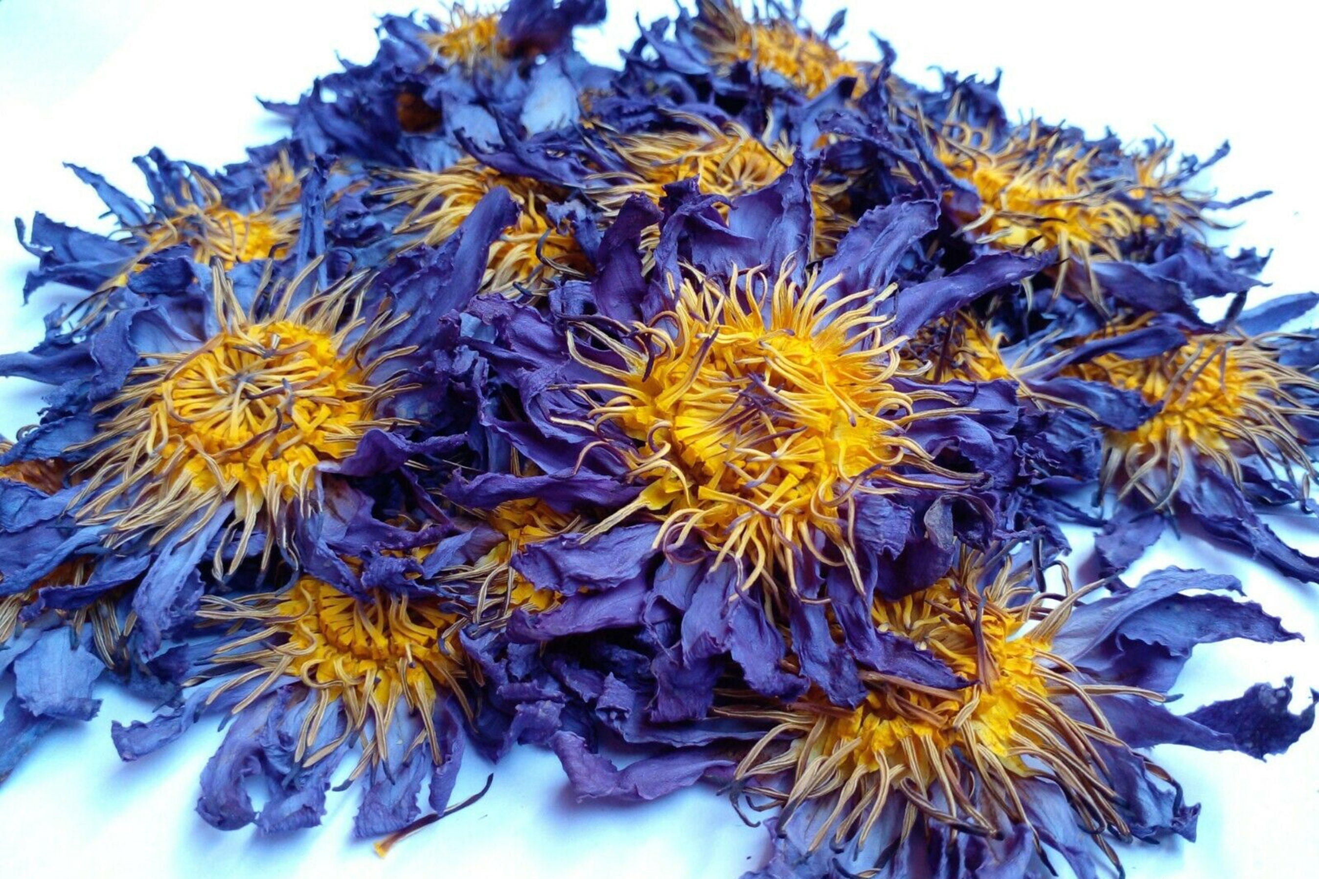 オーガニックブルーロータスパウダーエキス | エジプシャンブルー