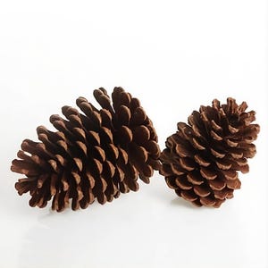 Peut inclure: Deux pommes de pin marron naturel avec des écailles ligneuses distinctes et superposées. Les pommes de pin sont placées côte à côte, présentant une forme conique texturée avec un sommet pointu et une base plus large et arrondie.
