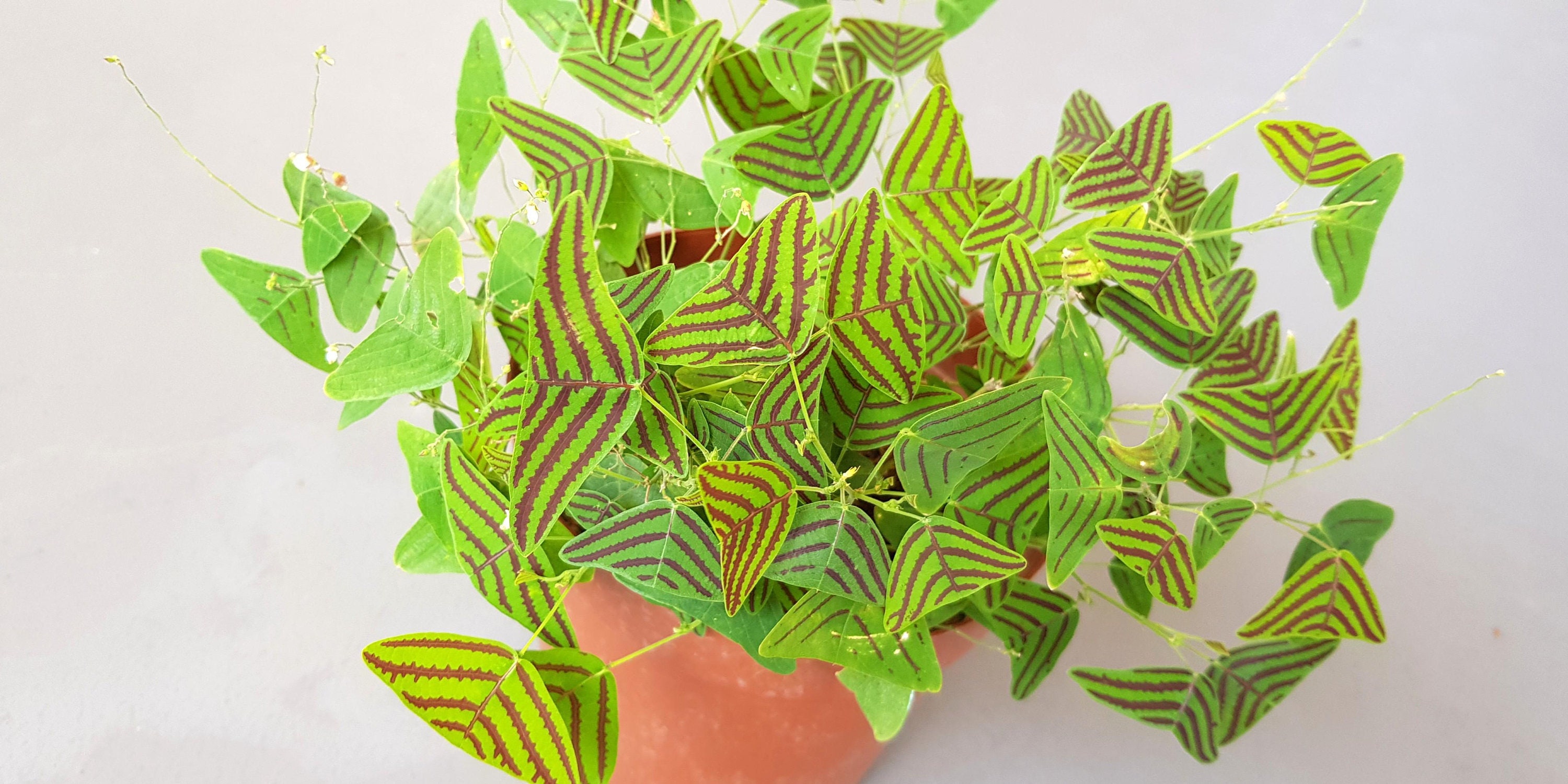 5pcs Christia Obcordata Seeds Butterfly Wing Plant Swallow Etsy
