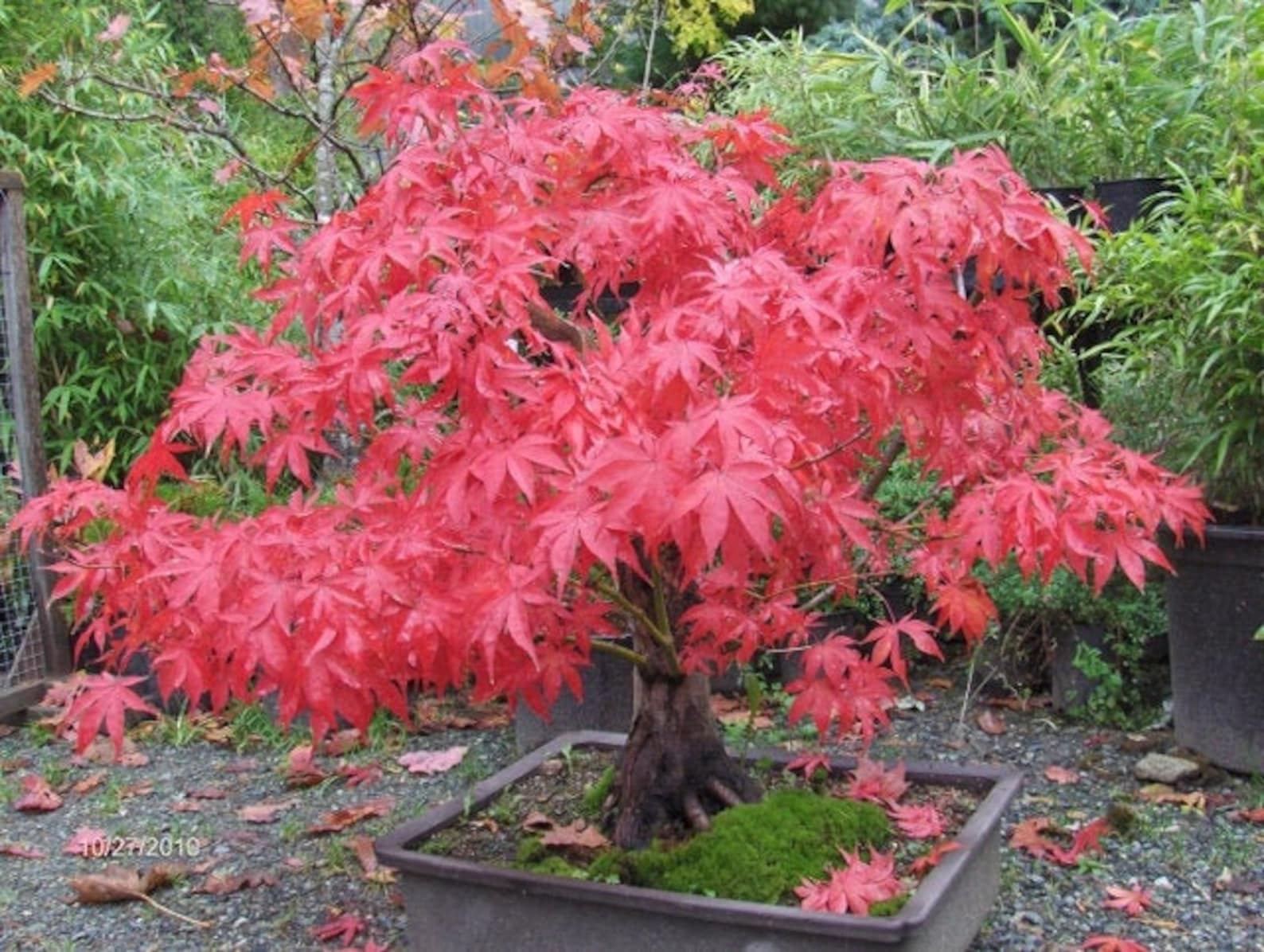 5pcs Acer Palmatum 'Osakazuki' Japanese Maple Viable Etsy