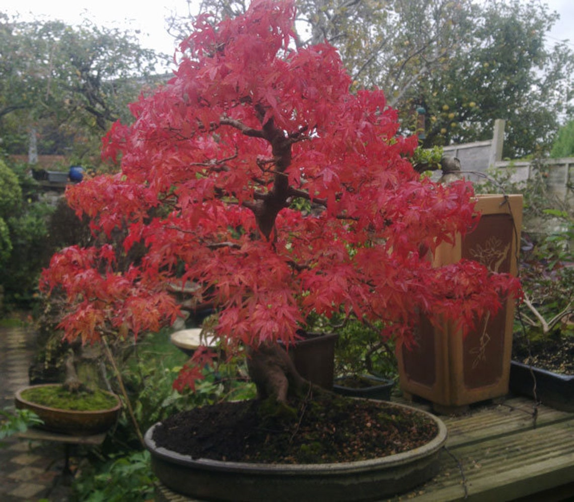 5pcs Acer Palmatum 'Osakazuki' Japanese Maple Viable Etsy