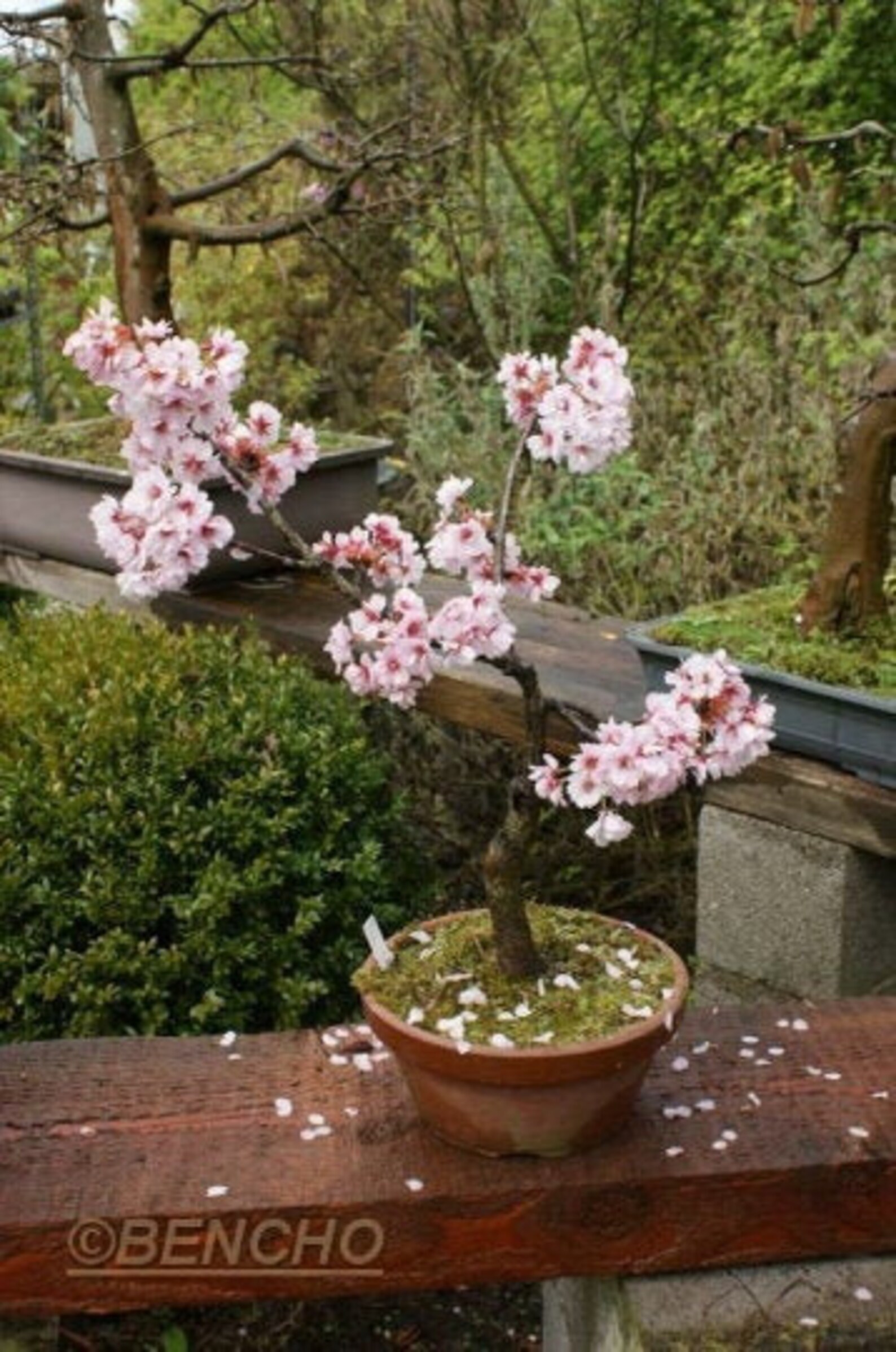 10pcs Japanese Cherry Bonsai Prunus Serrulata Flowering Cherry Etsy