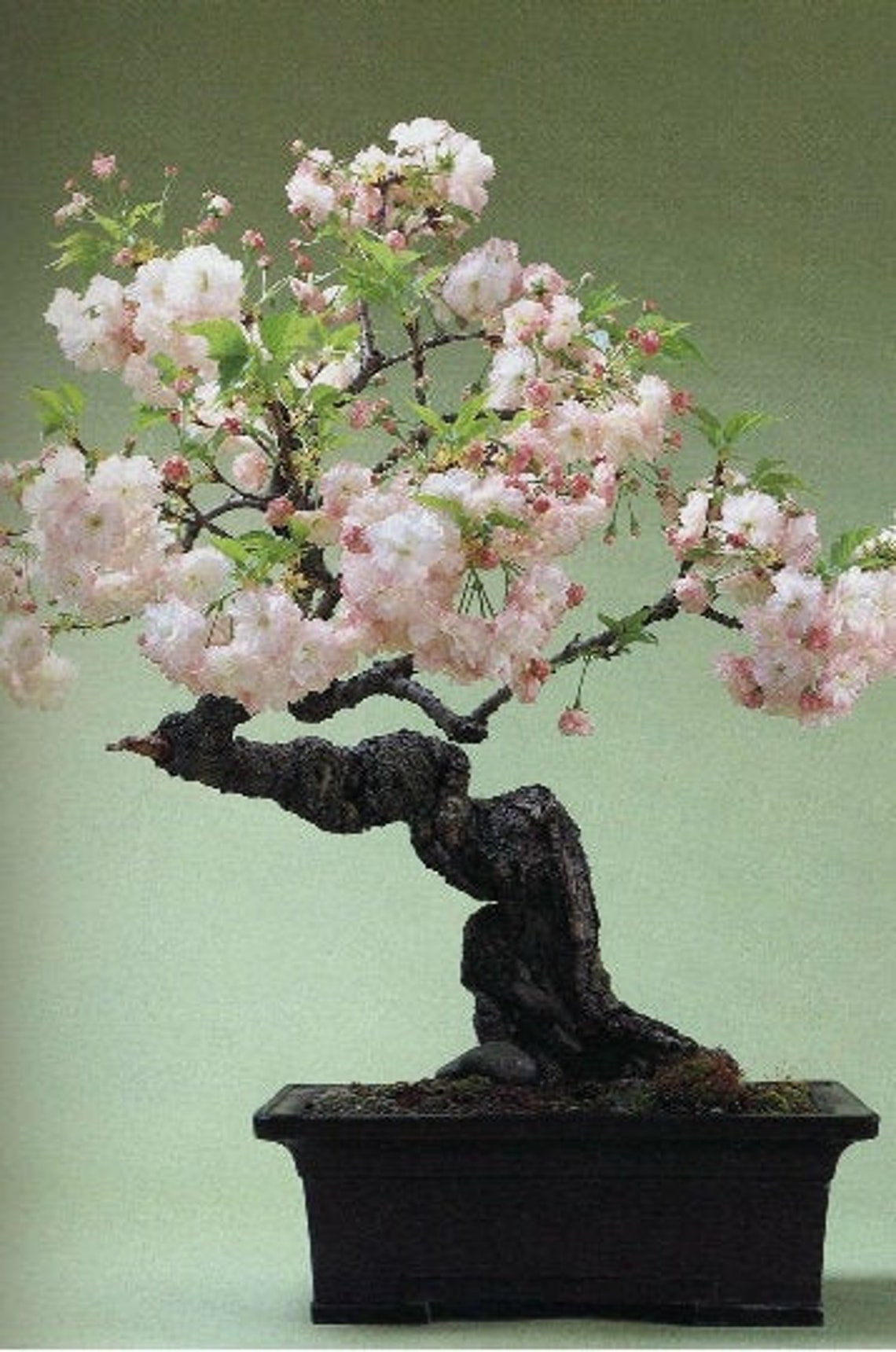 10pcs Japanese Cherry Bonsai Prunus Serrulata Flowering Cherry Etsy