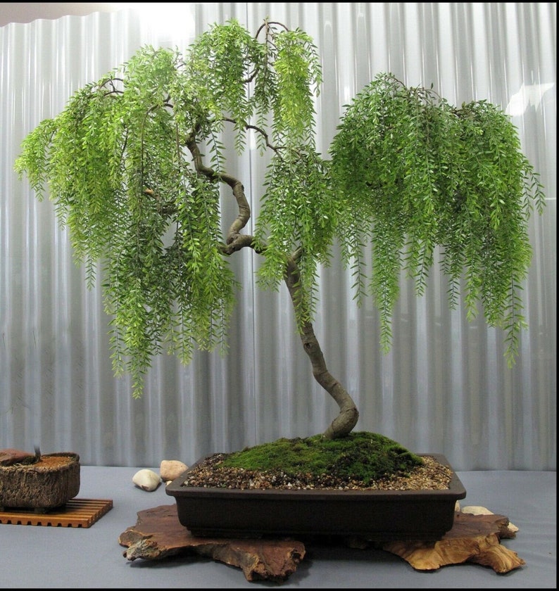 Bonsai Green Weeping Willow Tree Cutting Large Thick Trunk | Etsy