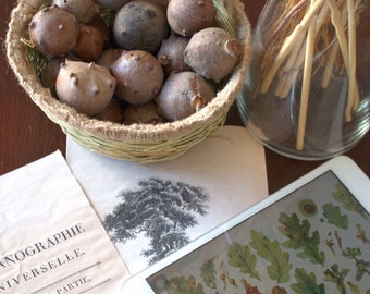 Oak Gall  Whole - Tannin Mordant  Natural Dye for DIY projects Natural - 9 units - For vintage Laces and Fabrics