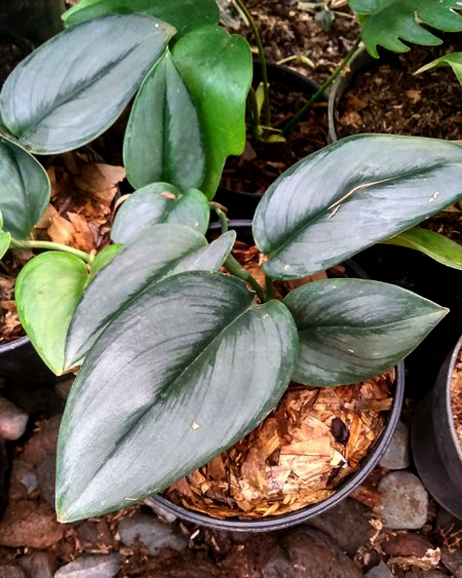 scindapsus moonlight scindapsus moonlight