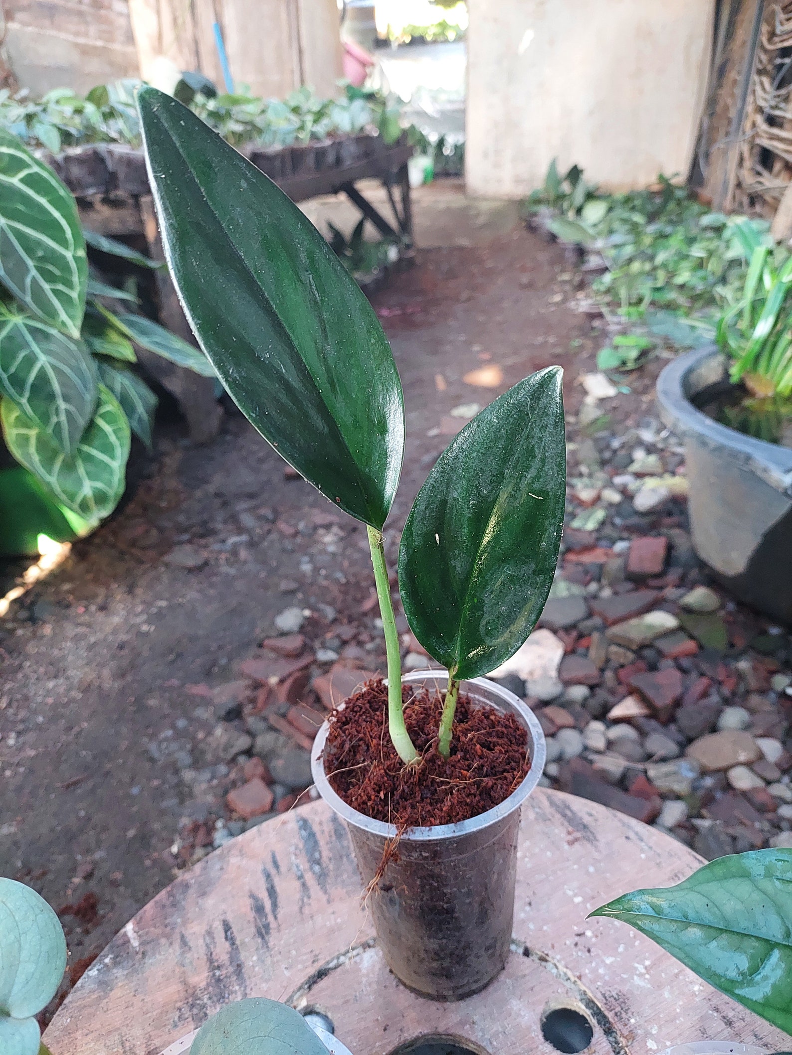 Wholesale 10 Plants Scindapsus / 3 Silver Hero 3 Lucens 4 | Etsy