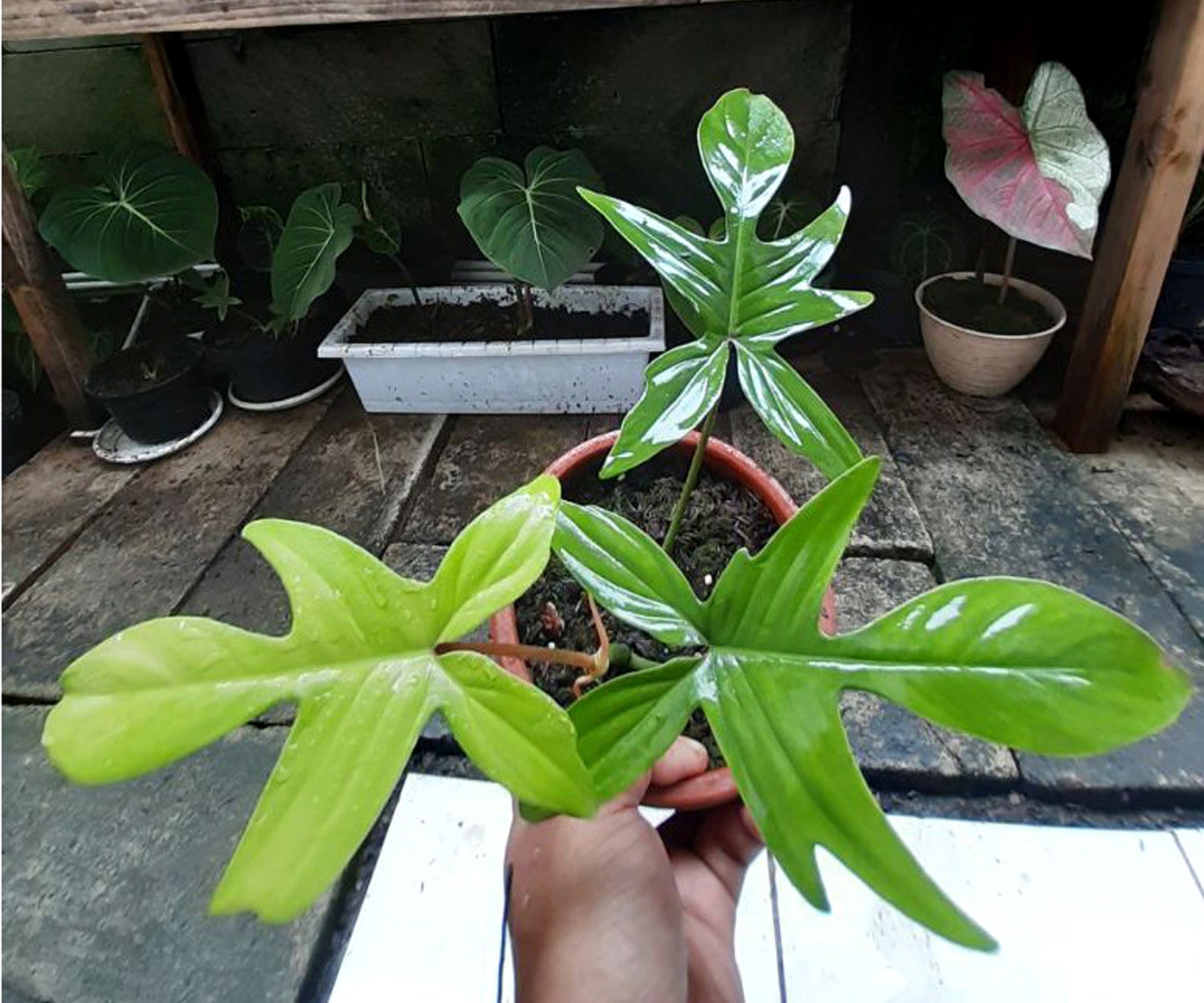 Philodendron Florida Ghost Plants | Etsy