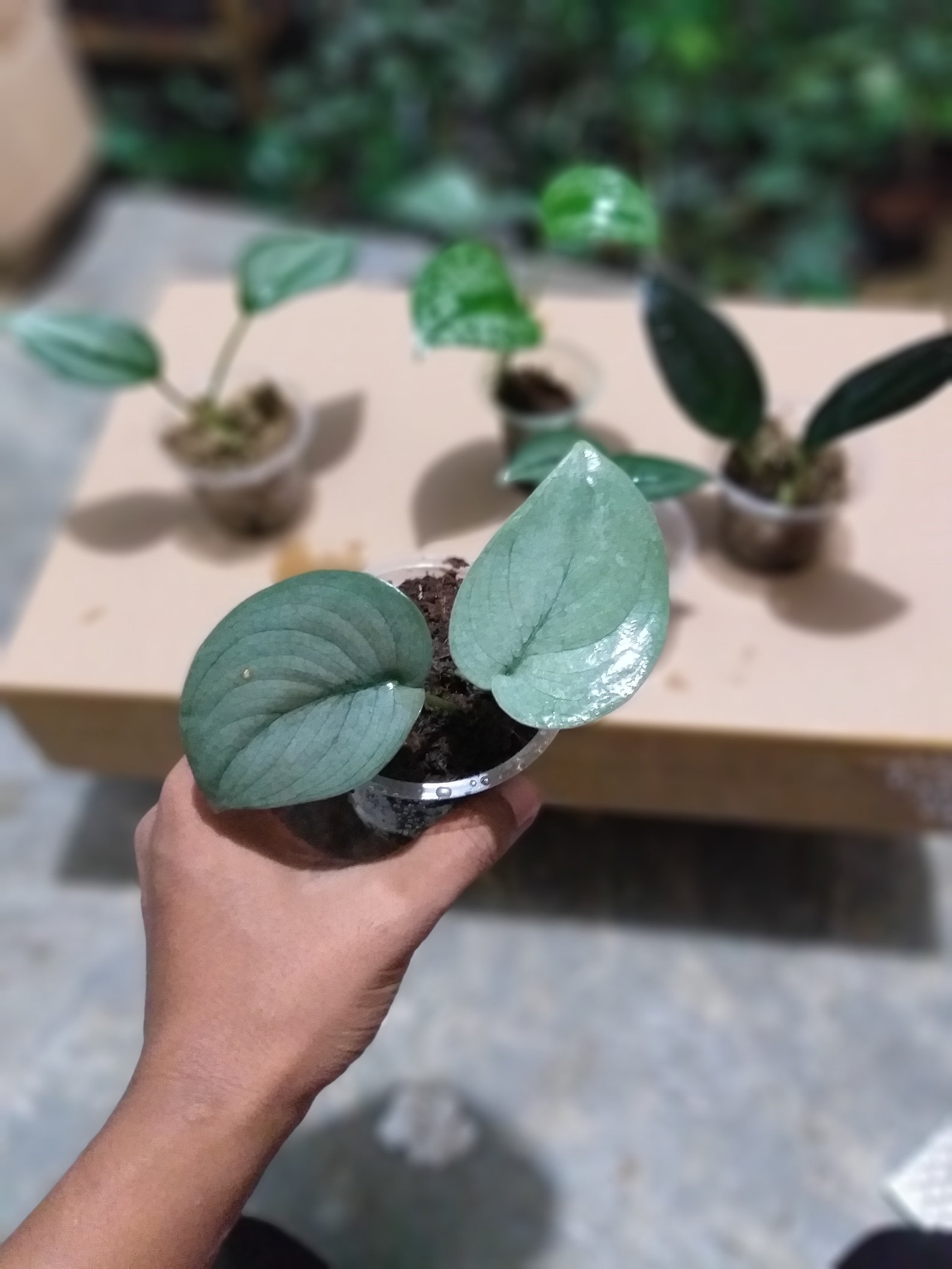 Wholesale 10 Scindapsus Plants / 3 Silver Hero 2 Lucens 2 | Etsy