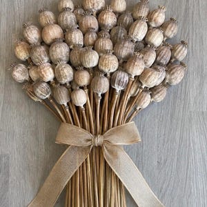Op de afbeelding: Een grote bos gedroogde papaverbollen met lange, slanke, houtachtige stelen. De ronde, getextureerde bollen zijn lichtbruin en beige van kleur. De stelen zijn samengebonden met een brede, beige strik van jute-achtig materiaal.