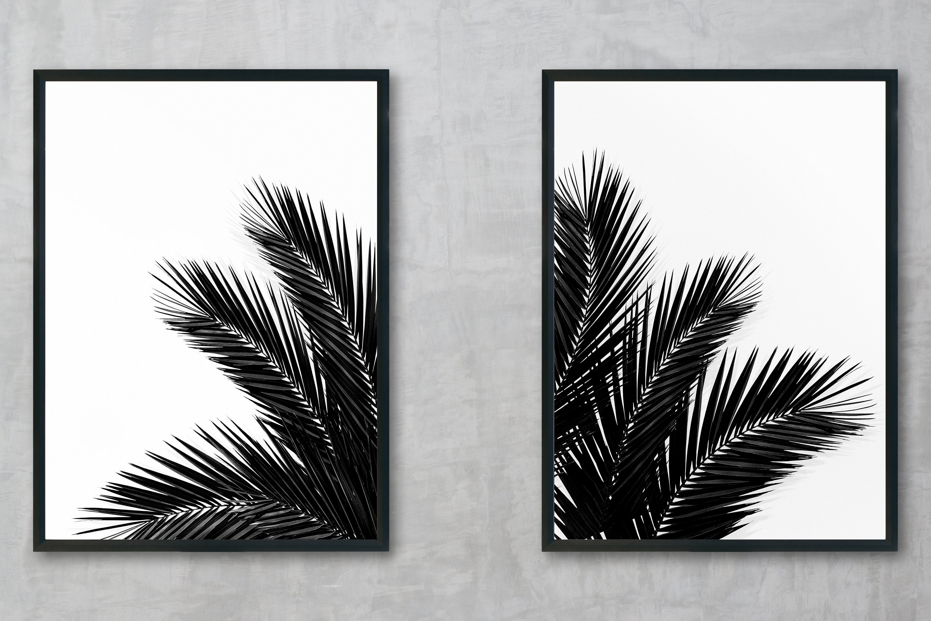 Palm Tree | Palmier - Black & White