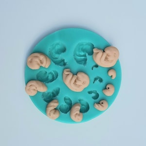 Silicone mold for embryo/fetus of different ages