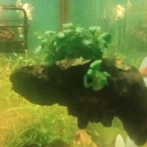 May include: A close-up of a dark brown, irregularly shaped piece of driftwood with a small patch of green moss growing on top. The driftwood is submerged in a clear, green-tinted water tank.