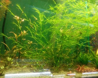 Guppy grass