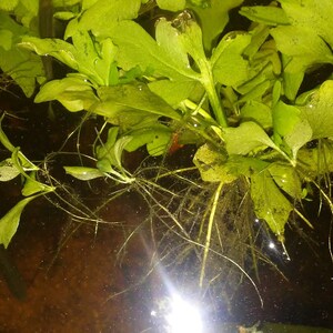 May include: Close-up of aquatic plants with green leaves and long, thin roots. The plants are partially submerged in dark water, creating a natural, underwater scene. The image highlights the texture and details of the plant life.