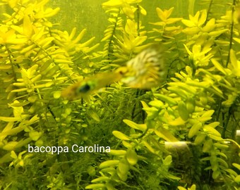 May include: An underwater scene featuring vibrant yellow aquatic plants and a small, colorful fish. The fish has a patterned body and is partially visible. The text "bacoppa Carolina" is at the bottom of the image.