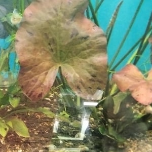 Tiger Lotus aquarium plants
