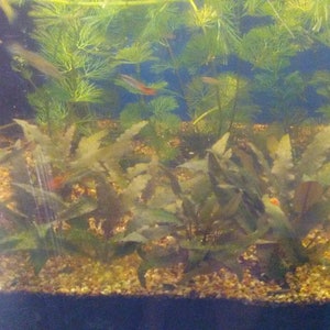 cytpocoryne wendtii bronze