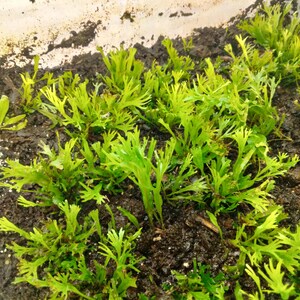 May include: Close-up of vibrant green plants with delicate, fern-like leaves. The plants are growing in dark, rich soil, with a light-colored container visible in the background. The image showcases a natural, organic theme.