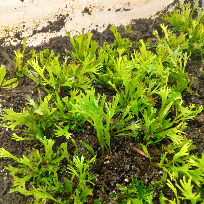 May include: Close-up of vibrant green plants with delicate, fern-like leaves. The plants are growing in dark, rich soil, with a light-colored container visible in the background. The image showcases a natural, organic theme.