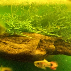 May include: A close-up of a brown driftwood log in a fish tank with green aquatic plants. The driftwood is partially submerged in the water, and there is a small fish swimming in the background.