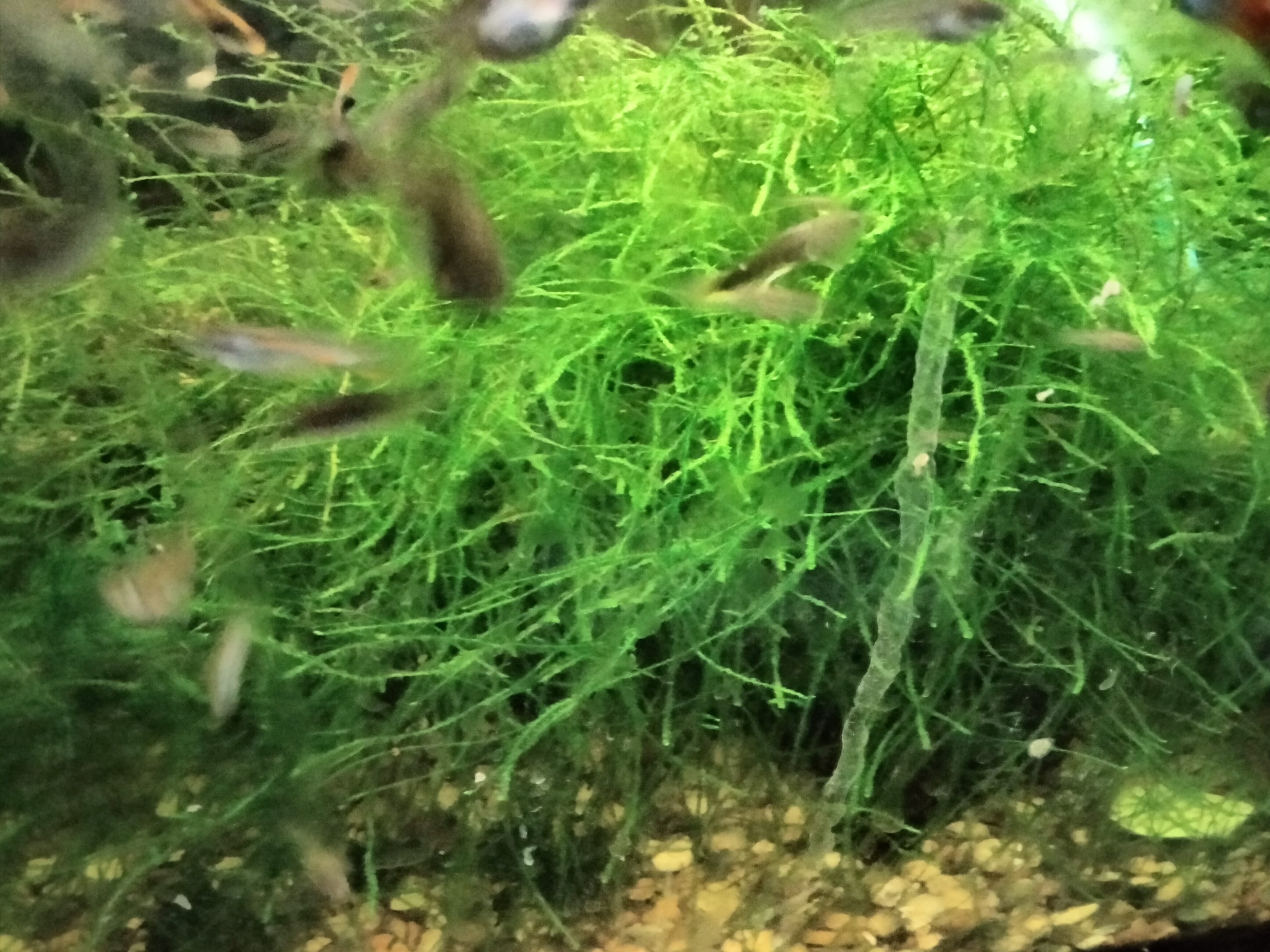 Floating Christmas Moss Ball – Nature Aquariums USA