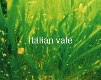 May include: A close-up image of a lush green patch of grass with the text "Italian vale" in white letters.