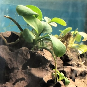 May include: A close-up of a green aquatic plant growing on a brown rock in a fish tank. The plant has several leaves and is growing in a cluster.