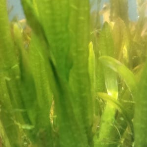 May include: Close-up of vibrant green aquatic plants with long, slender leaves. The plants are densely packed, creating a lush, textured appearance. The image is well-lit, highlighting the natural green hues of the foliage.