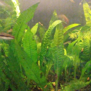 3 baby java fern plants