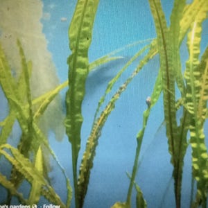 May include: Close-up of aquatic plants with long, green, and yellow leaves against a blue background. The leaves have a textured appearance, with some showing dark brown spots. The image suggests an underwater scene.