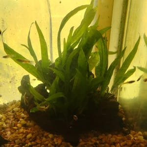 May include: A vibrant green aquatic plant with long, slender leaves, situated on a dark, textured base. The plant is surrounded by small, colorful gravel and a few small fish swim in the background. This aquarium plant adds a natural touch.