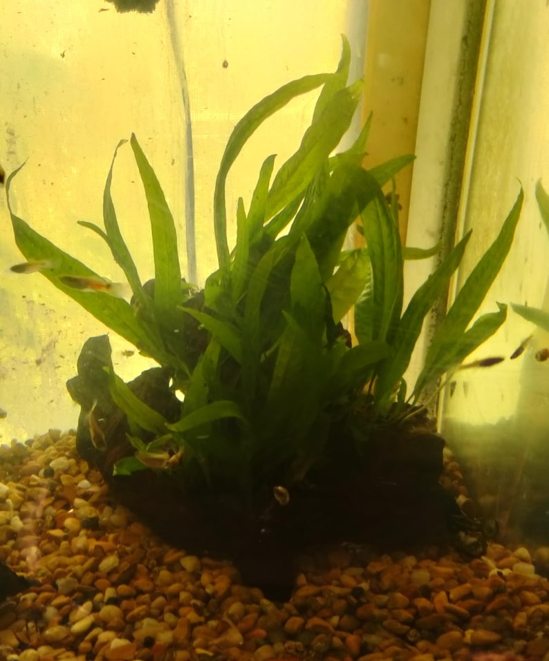 May include: A lush green aquatic plant with long, slender leaves, set on a dark, textured base. The plant is surrounded by small, colourful gravel and a few small fish swim in the background. This aquarium plant adds a natural touch.