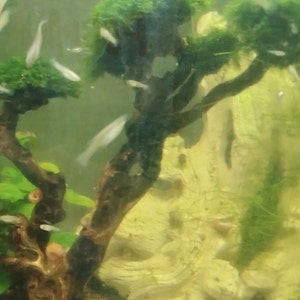 .com: balacoo Fish Tank Landscaping Tree Artificial Bonsai Terrarium  Supplies Underwater Plant Aquarium Bonsai Home Decor Faux Plants Realistic  Aquarium Plant Resin Green Tree Small Fish Tank : Pet Supplies