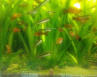May include: A freshwater aquarium filled with numerous small orange and silver fish swimming among dense, vibrant green aquatic plants. The scene features a sandy substrate at the bottom and bright, diffused lighting illuminating the underwater environment.