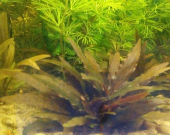 May include: A close-up of a group of green and brown aquatic plants growing in a tank. The plants have long, thin leaves and are arranged in a cluster.
