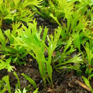 May include: Close-up of vibrant green plants with delicate, fern-like leaves. The plants are growing in dark soil, creating a contrast between the bright green foliage and the earthy tones of the ground. The image showcases the natural beauty of the plant.