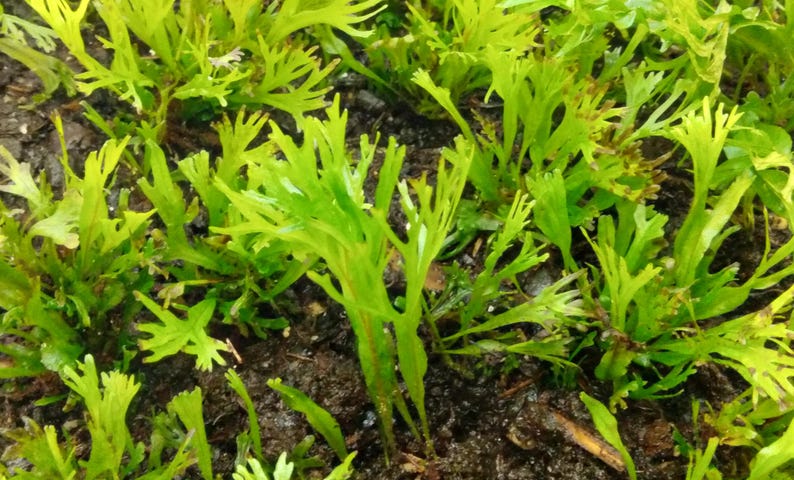 May include: Close-up of vibrant green plants with delicate, fern-like leaves. The plants are growing in dark soil, creating a contrast between the bright green foliage and the earthy tones of the ground. The image showcases the natural beauty of the plant.