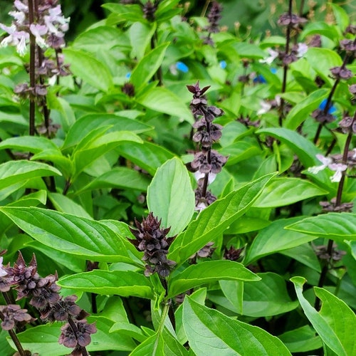 Sweet Thai Basil Herb Seeds ocimum Basilicum 50seeds - Etsy