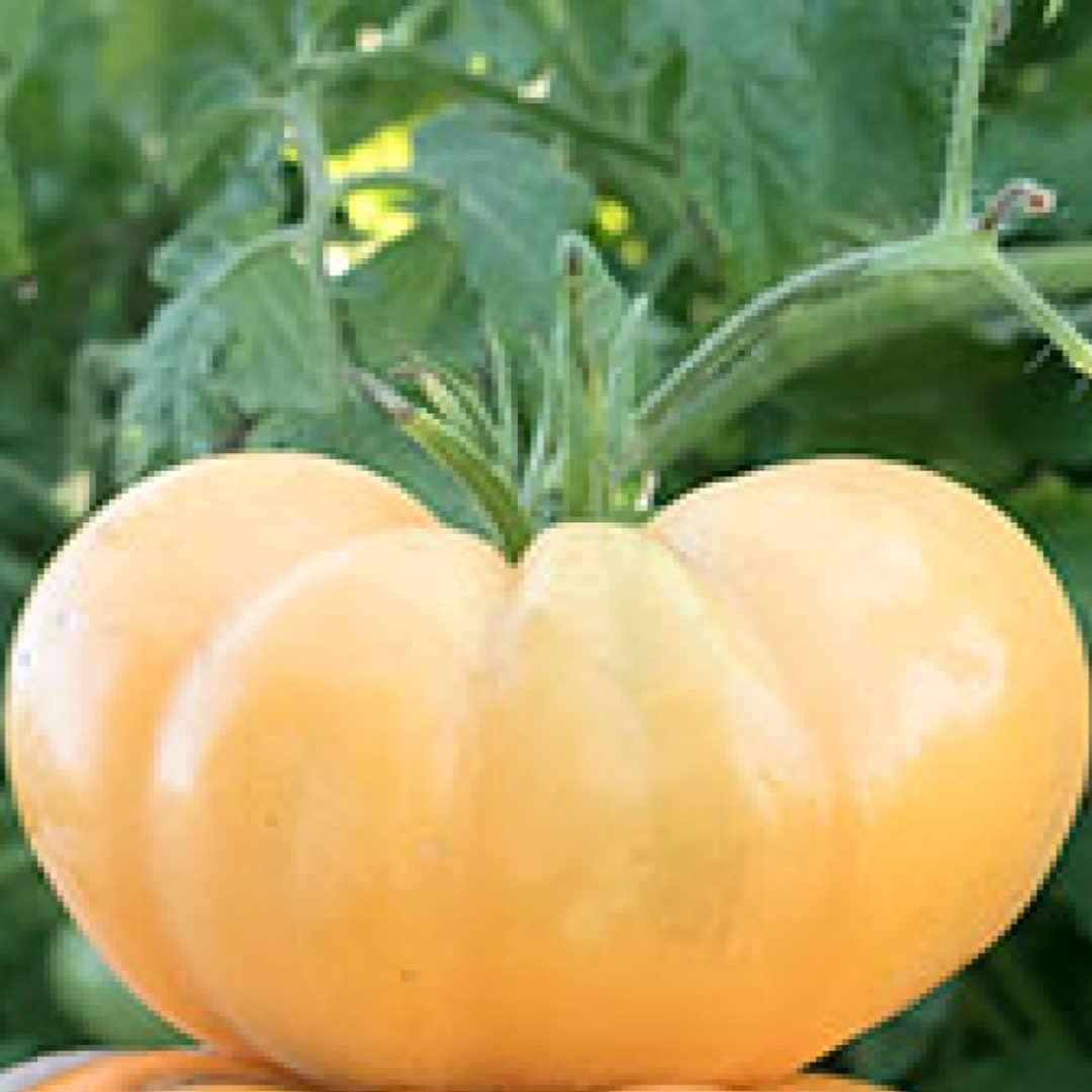 Dr Wyche s Yellow Heirloom Beefsteak Tomato Seeds Etsy