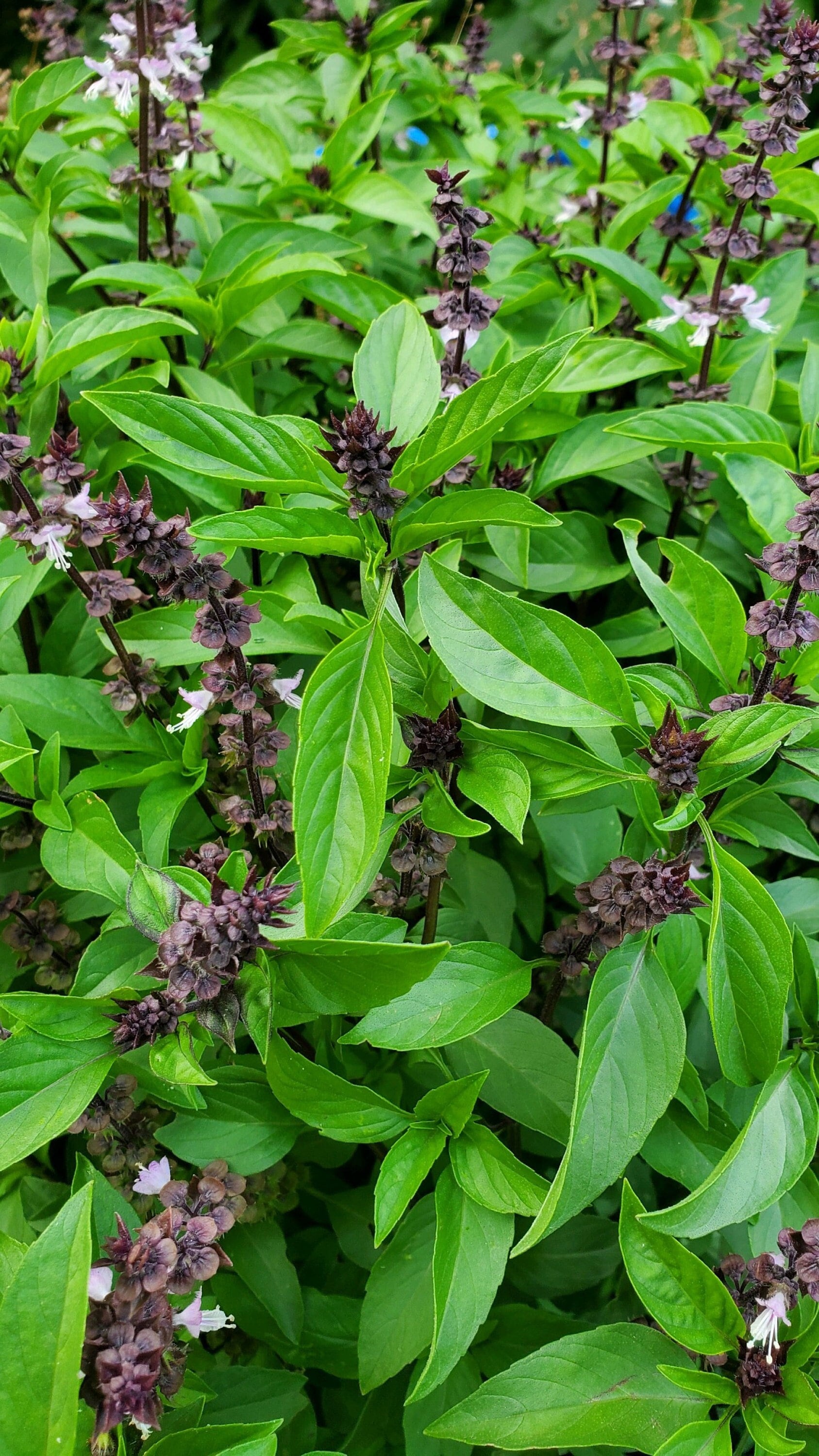 Basil Thai Siam Queen Seeds Thai Basil Seeds Ocimum Etsy