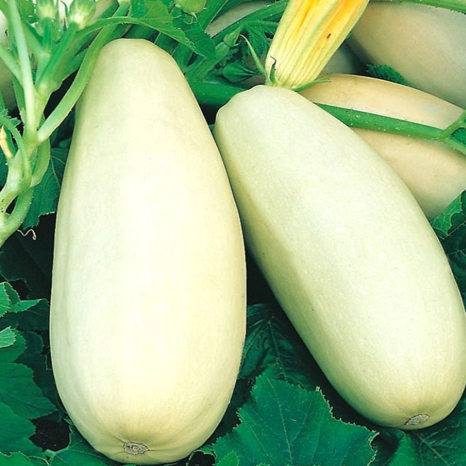 Marrow White Lebanese Squash Seeds Winter & Summer Squash Etsy Australia