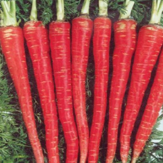 Kyoto Red Carrots Nutri Red Carrot Specialty Seed - Etsy