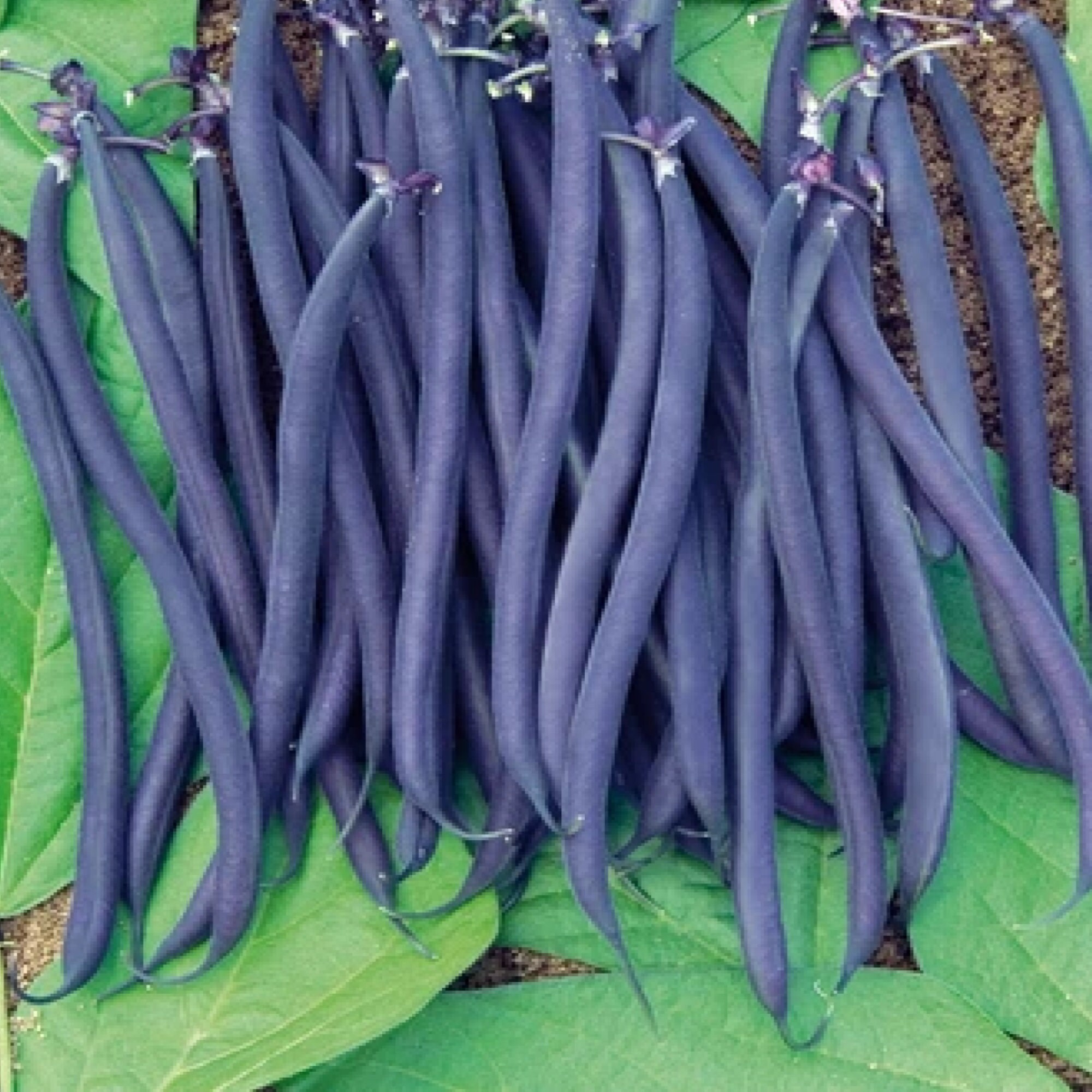 Bean Velour Purple French Bean Heirloom Seed Purple French Etsy Bean Velour Purple French Bean Heirloom Seed Purple French Etsy