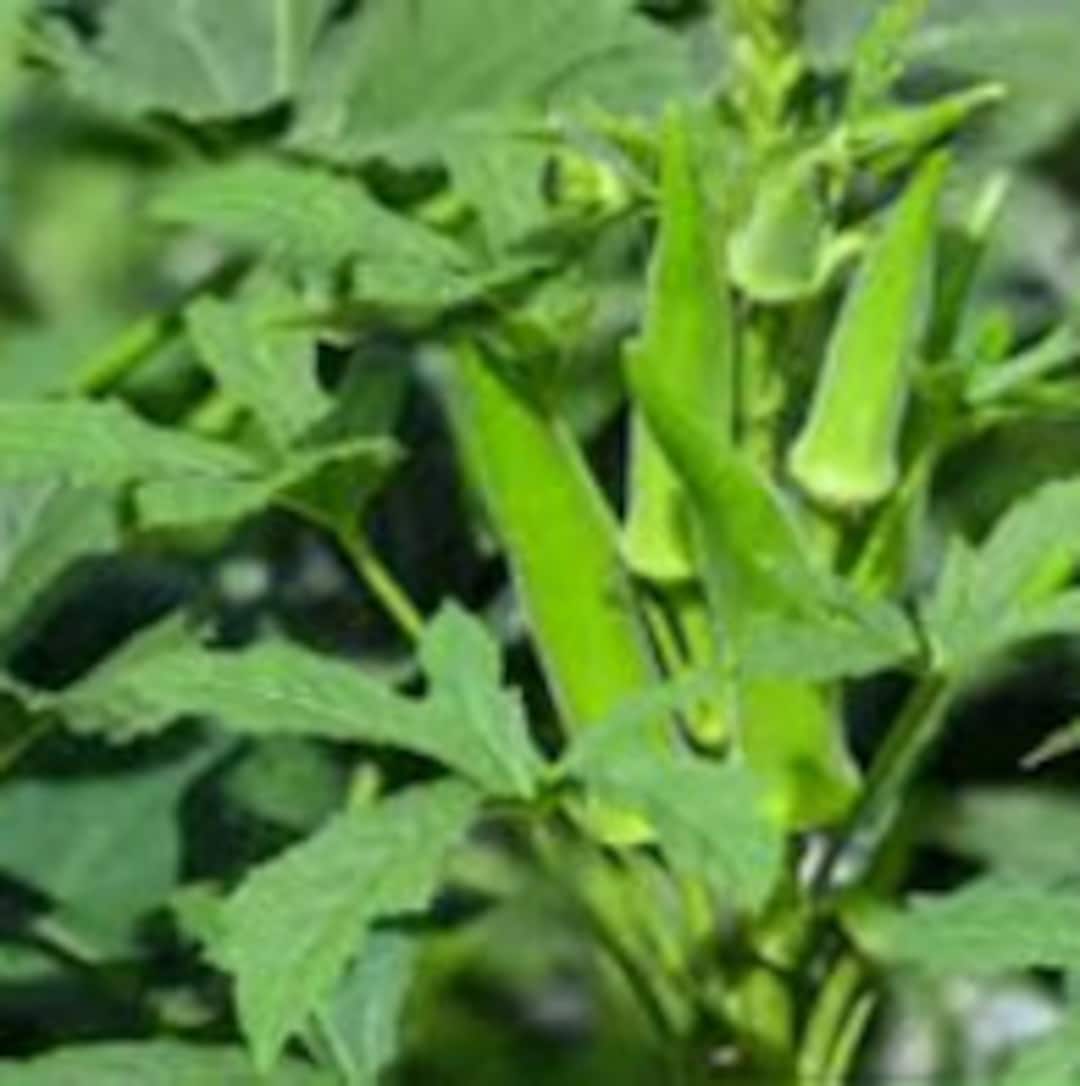 Emerald Green Okra Seeds Non GMO Open Pollinated Heirloom Etsy